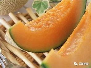 在吃哈密瓜的视频,哈密瓜视频大赏