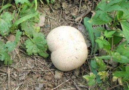 马粪瓜怎么吃最好呢视频,视频教你如何烹饪最佳口感