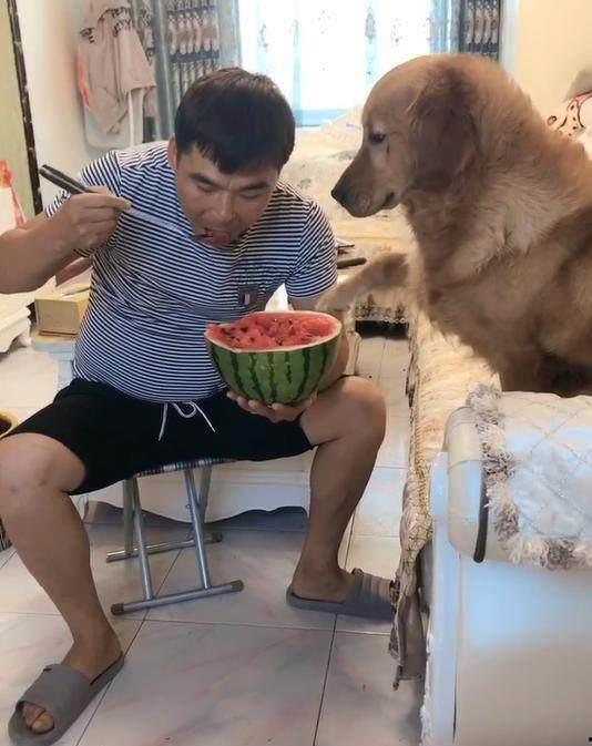 吃噎死狗面瓜视频,网友紧急救助