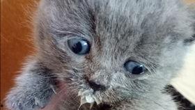 小幼狗可以吃蜜瓜吗视频,揭秘小宠物的健康饮食选择