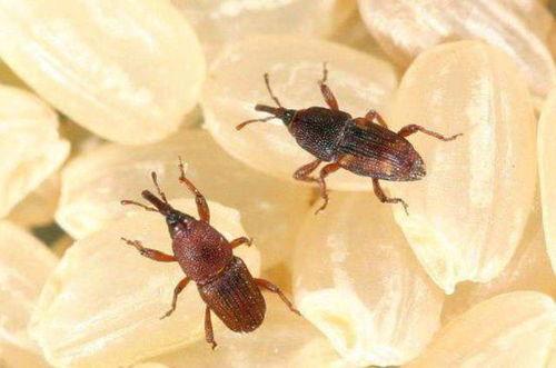 吃老瓜虫的视频大全,视频大全带你领略独特风味