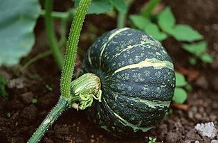 巨人吃酸瓜的视频下载,趣味视频引发网友热议